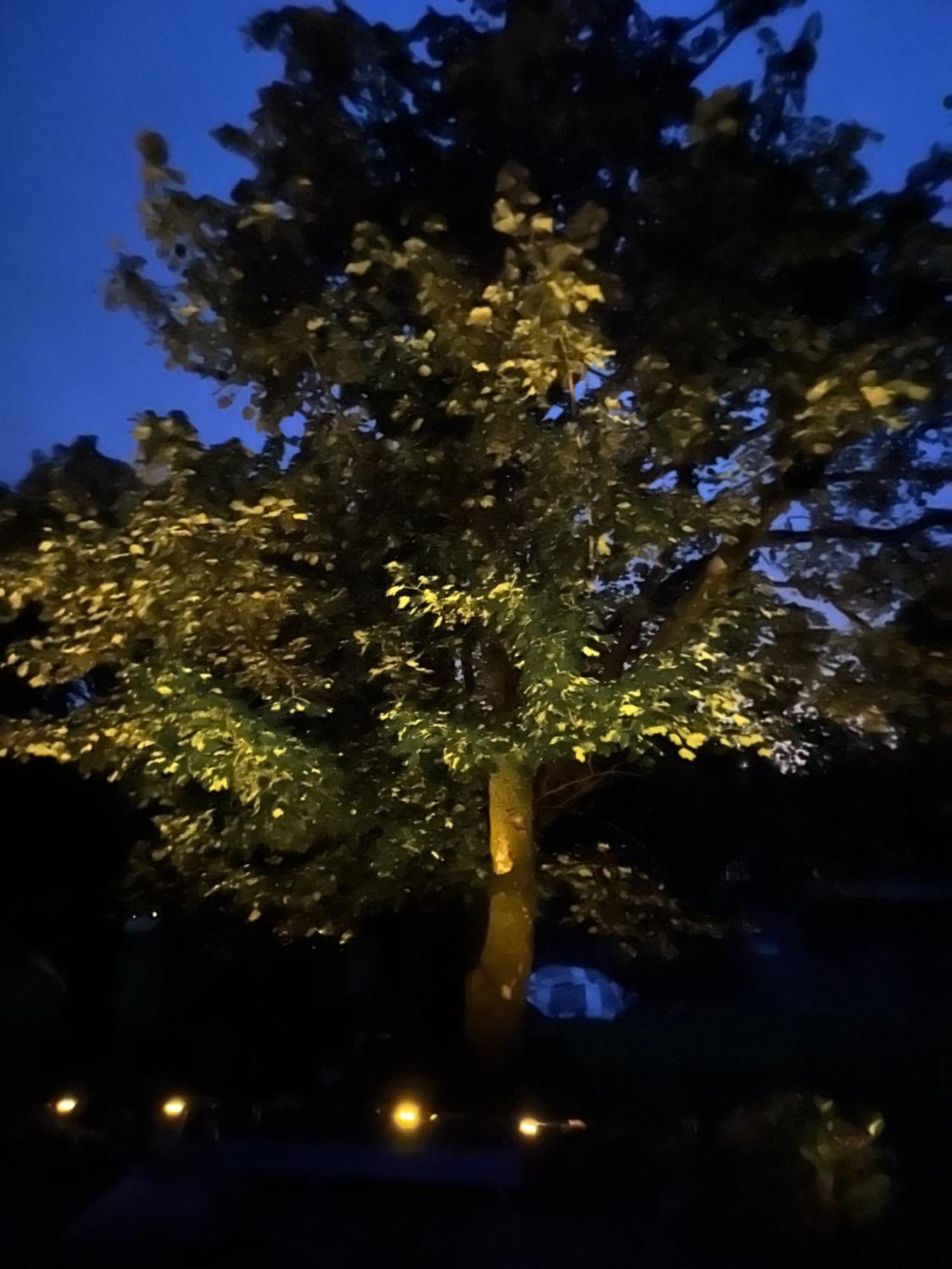 ווסטפורט Birch Tree Cottage מראה חיצוני תמונה